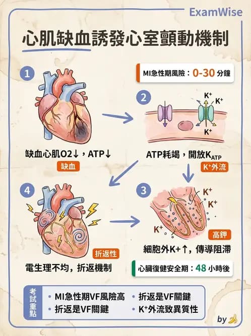物治 - 心臟血管生理 - AI 圖文解析預覽
