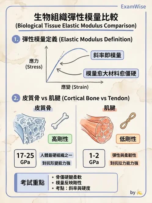 物治 - 組織生物力學 - AI 圖文解析預覽