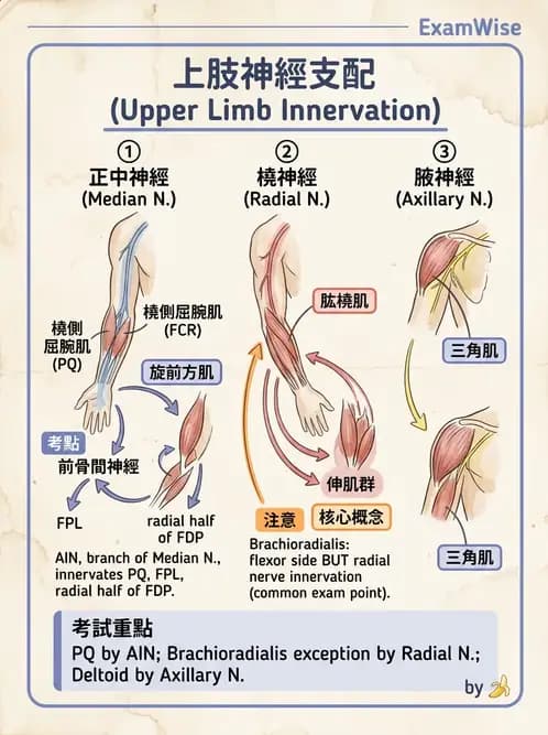 物治 - 上肢與頭頸肌肉解剖 - AI 圖文解析預覽