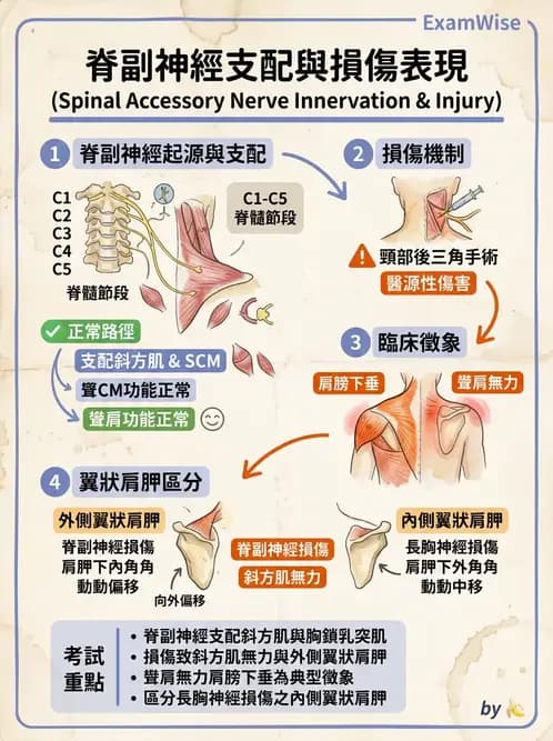 物治 - 腦神經與脊神經解剖 - AI 圖文解析預覽