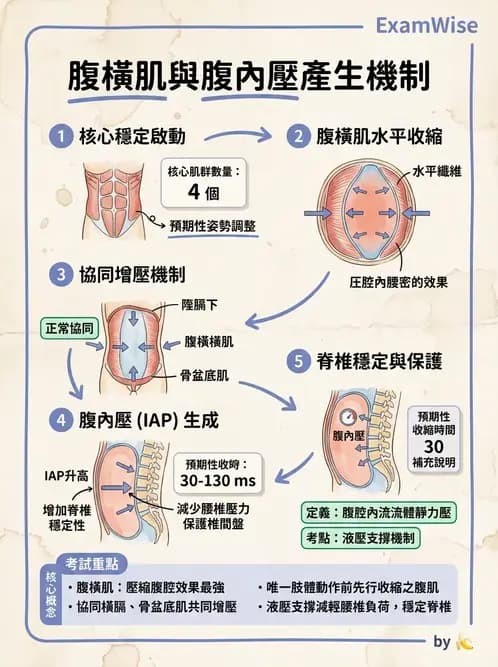 物治 - 軀幹肌動學與生物力學 - AI 圖文解析預覽