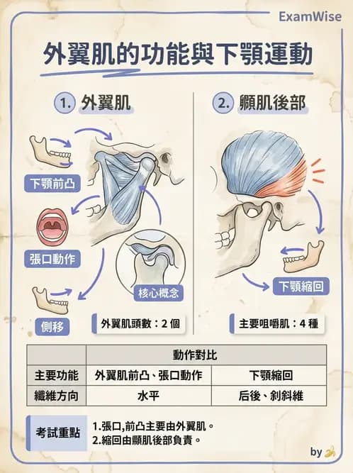 物治 - 顳顎關節肌動學與生物力學 - AI 圖文解析預覽