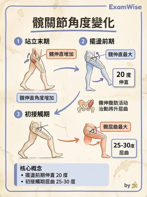 物治 - 步態週期與生物力學 - AI 圖文解析預覽