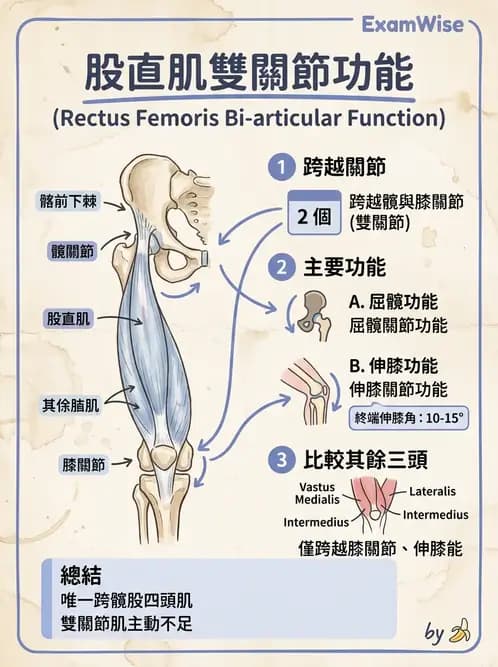 物治 - 髖關節肌動學與生物力學 - AI 圖文解析預覽