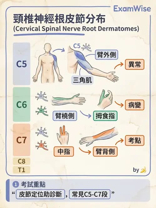 物治 - 脊髓與周邊神經疾病 - AI 圖文解析預覽
