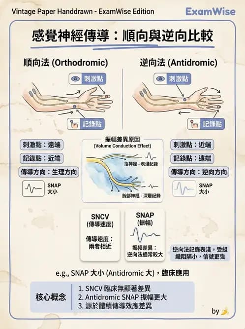物治 - 電生理診斷 - AI 圖文解析預覽