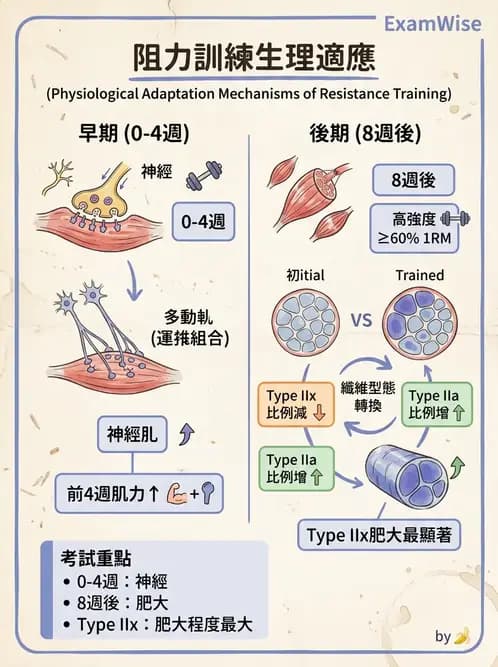物治 - 肌耐力與神經肌肉適應 - AI 圖文解析預覽