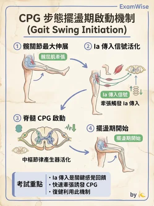 物治 - 動作控制理論 - AI 圖文解析預覽