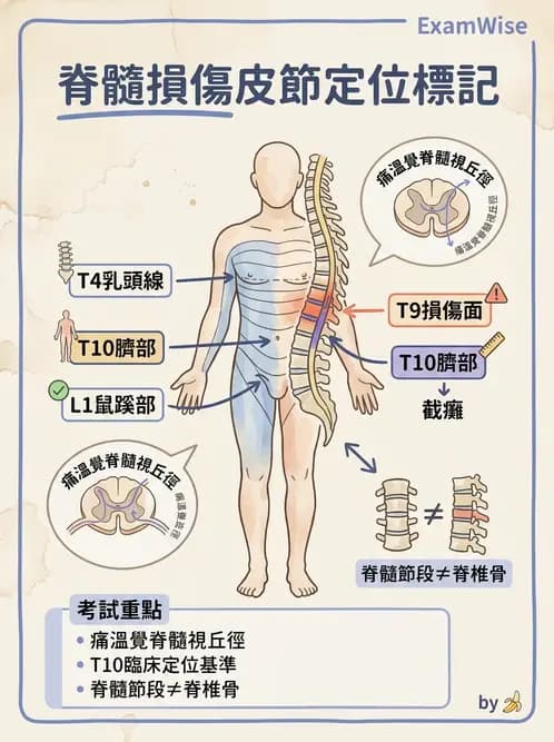 物治 - SCI評估分類與症候群 - AI 圖文解析預覽