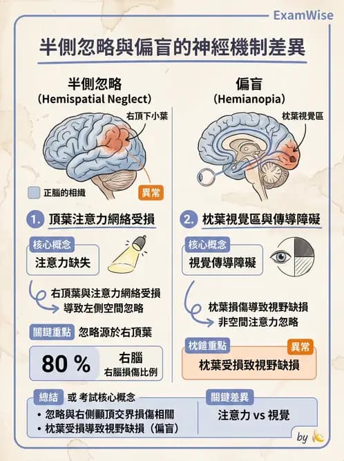 物治 - 腦中風感覺知覺與認知 - AI 圖文解析預覽