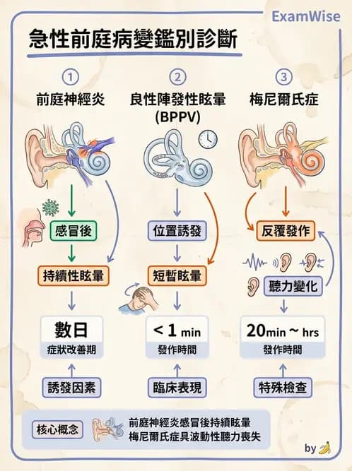 物治 - 前庭系統與前庭復健 - AI 圖文解析預覽