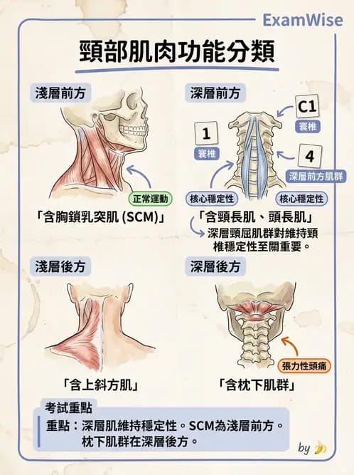 物治 - 頸椎評估與病理 - AI 圖文解析預覽