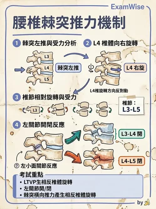 物治 - 腰椎穩定訓練與治療原則 - AI 圖文解析預覽