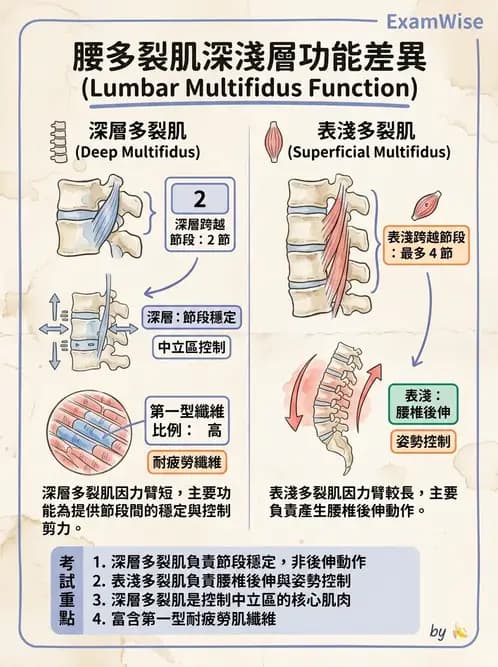 物治 - 腰椎穩定訓練與治療原則 - AI 圖文解析預覽