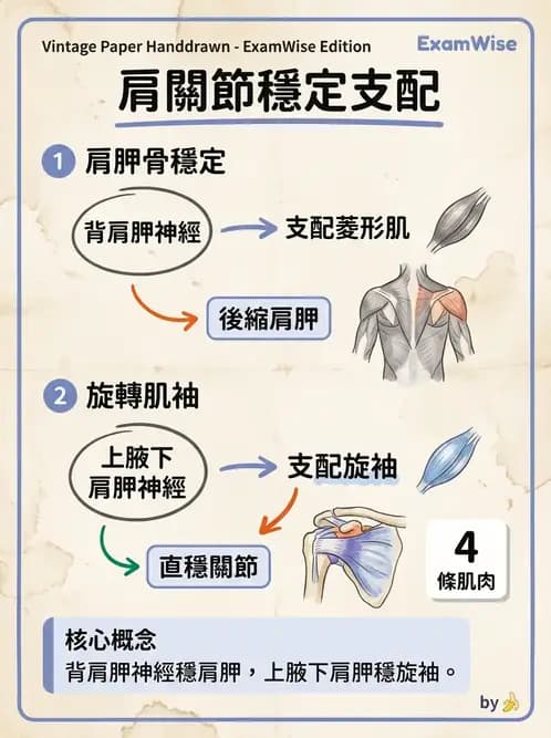 物治 - 肩胛生物力學與神經損傷 - AI 圖文解析預覽