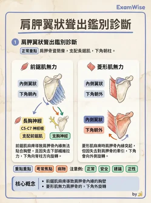 物治 - 肩胛生物力學與神經損傷 - AI 圖文解析預覽