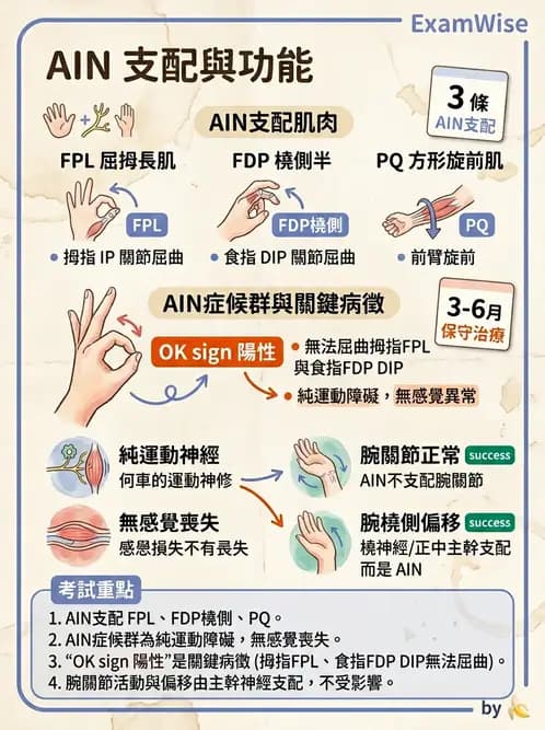 物治 - 肘及前臂關節 - AI 圖文解析預覽