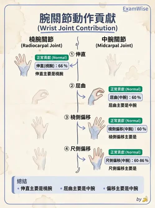 物治 - 腕關節疾病 - AI 圖文解析預覽