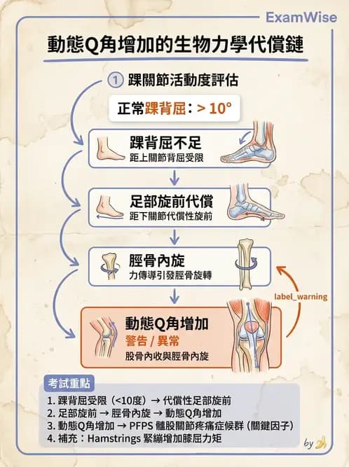 物治 - 髕股關節疼痛與伸展機制 - AI 圖文解析預覽