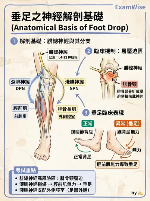 物治 - 踝關節損傷與復健 - AI 圖文解析預覽