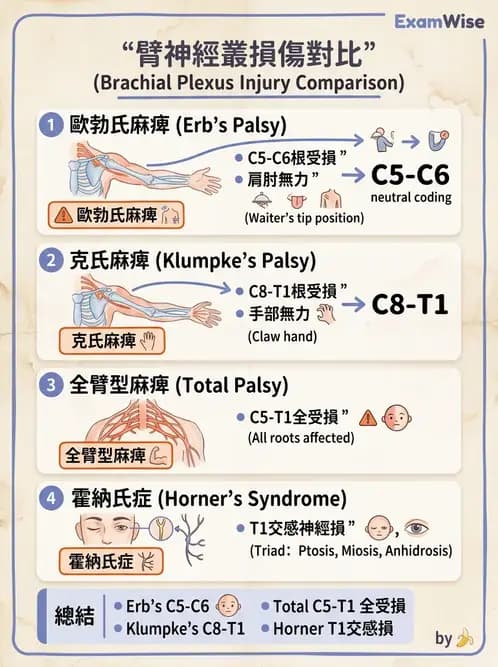 物治 - 小兒肌肉骨骼疾患物理治療 - AI 圖文解析預覽