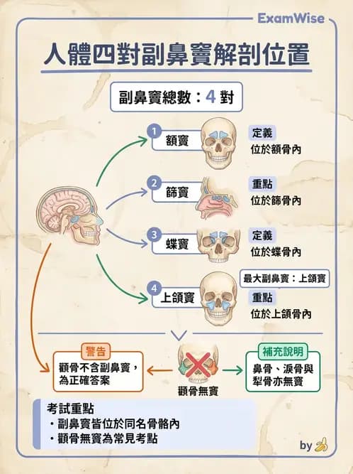 物治 - 骨骼與關節解剖 - AI 圖文解析預覽