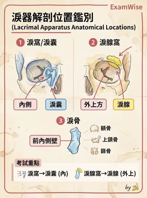 物治 - 骨骼與關節解剖 - AI 圖文解析預覽