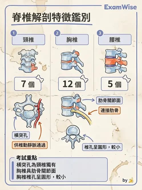 物治 - 骨骼與關節解剖 - AI 圖文解析預覽
