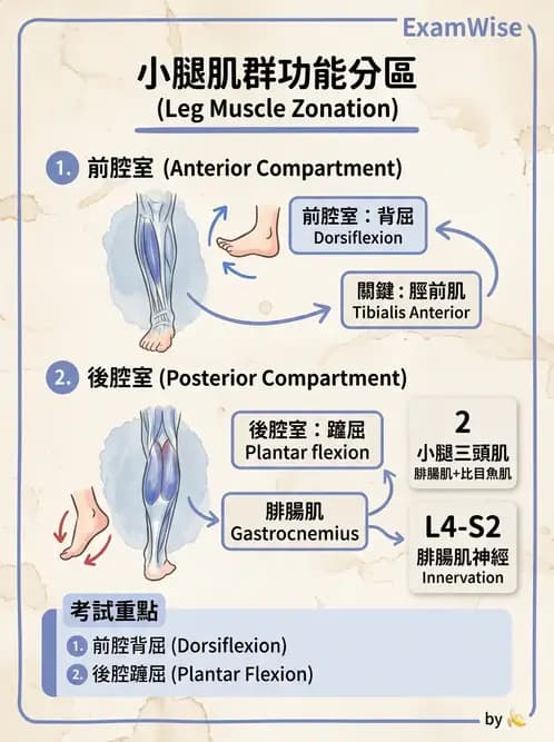 物治 - 軀幹與下肢肌肉解剖 - AI 圖文解析預覽