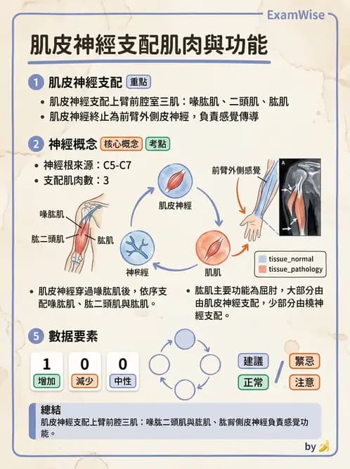 物治 - 腦神經與脊神經解剖 - AI 圖文解析預覽