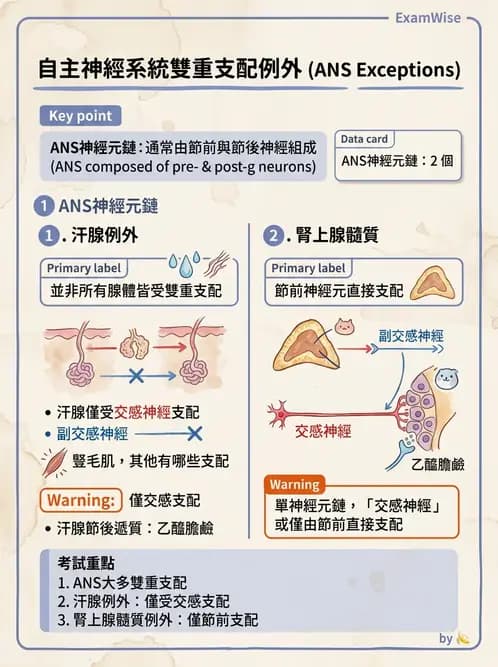 物治 - 周邊與自主神經解剖 - AI 圖文解析預覽