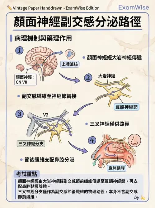 物治 - 腦神經與脊神經解剖 - AI 圖文解析預覽