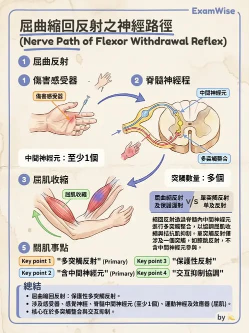 物治 - 神經系統生理 - AI 圖文解析預覽