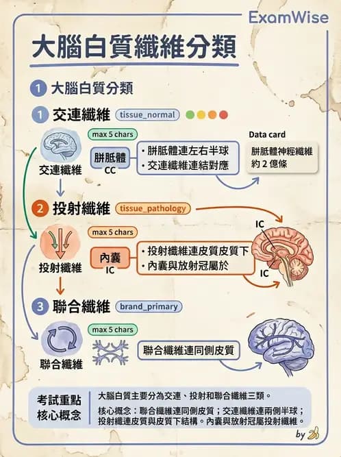 物治 - 中樞神經系統解剖 - AI 圖文解析預覽