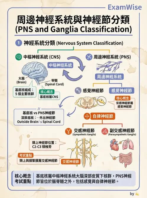 物治 - 中樞神經系統解剖 - AI 圖文解析預覽