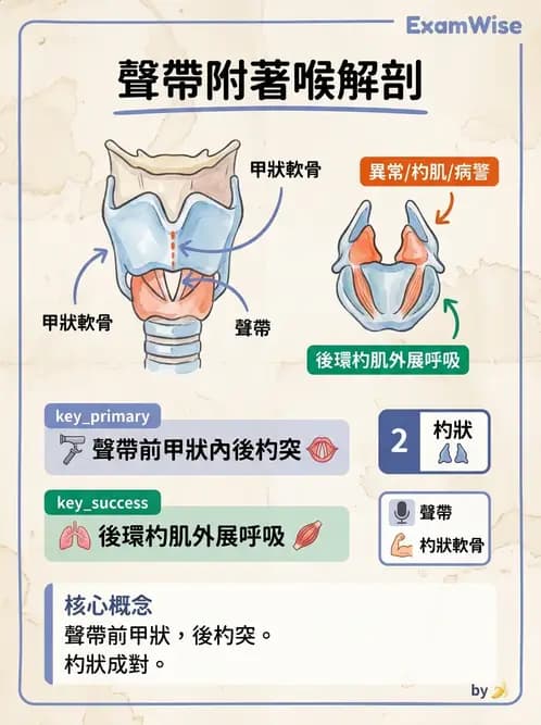 物治 - 呼吸系統解剖 - AI 圖文解析預覽