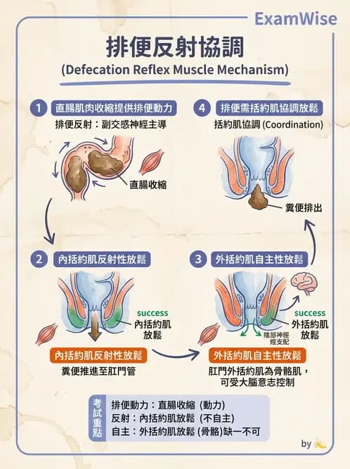 物治 - 消化泌尿生殖系統解剖 - AI 圖文解析預覽