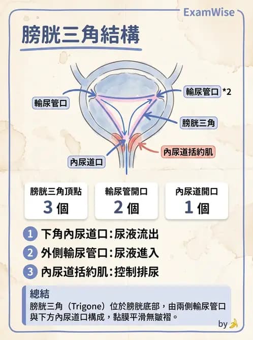 物治 - 消化泌尿生殖系統解剖 - AI 圖文解析預覽