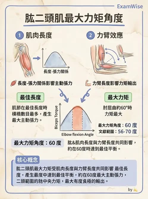 物治 - 肌肉收縮與纖維特性 - AI 圖文解析預覽
