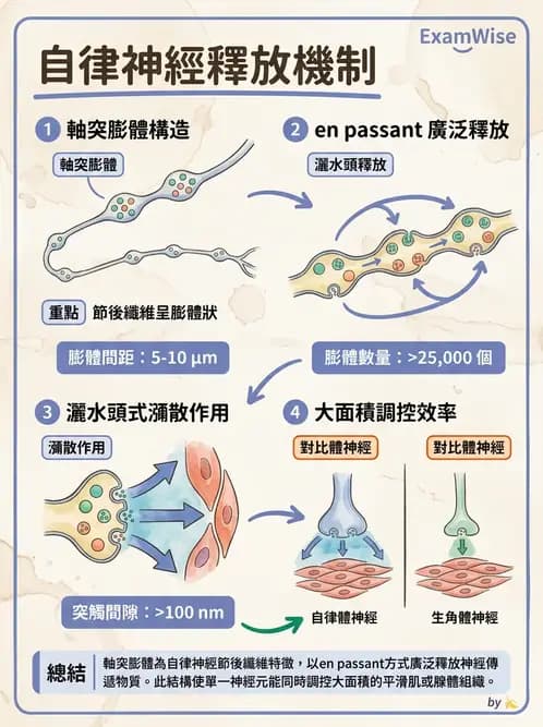 物治 - 神經系統生理 - AI 圖文解析預覽