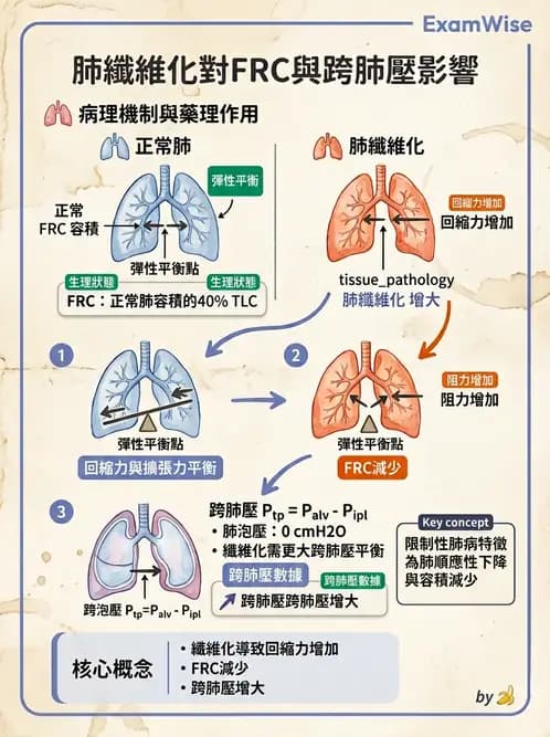 物治 - 呼吸生理 - AI 圖文解析預覽