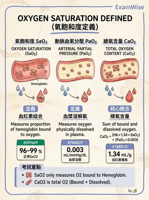 物治 - 呼吸生理 - AI 圖文解析預覽