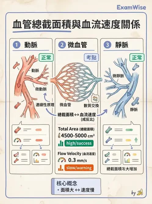 物治 - 心臟血管生理 - AI 圖文解析預覽