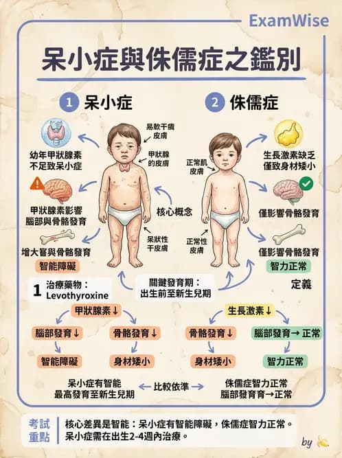 物治 - 內分泌系統生理 - AI 圖文解析預覽
