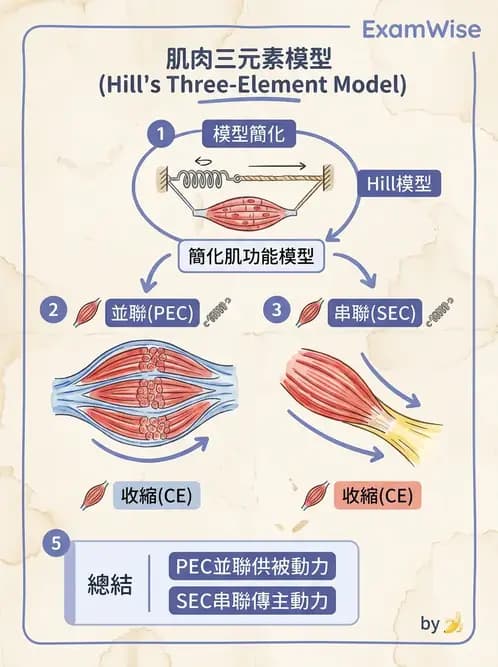 物治 - 肌肉力學與感覺運動控制 - AI 圖文解析預覽
