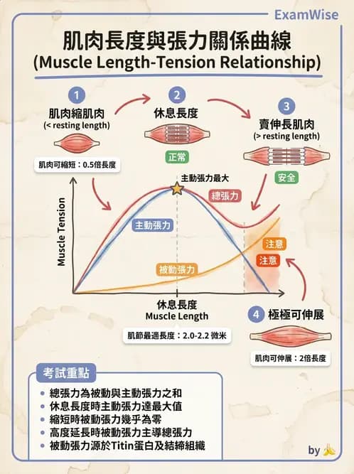 物治 - 肌肉力學與感覺運動控制 - AI 圖文解析預覽