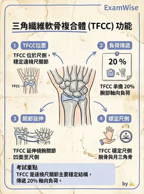 物治 - 腕關節生物力學 - AI 圖文解析預覽