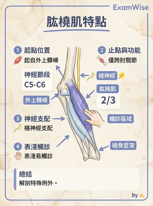 物治 - 肘關節與前臂生物力學 - AI 圖文解析預覽