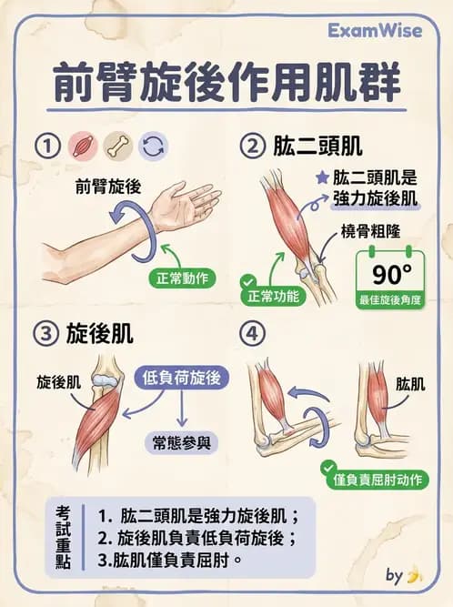 物治 - 肘關節與前臂生物力學 - AI 圖文解析預覽
