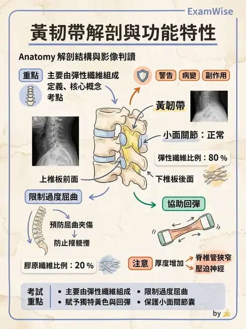 物治 - 軀幹肌動學與生物力學 - AI 圖文解析預覽